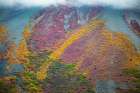 Alaska-autumn color Art Print